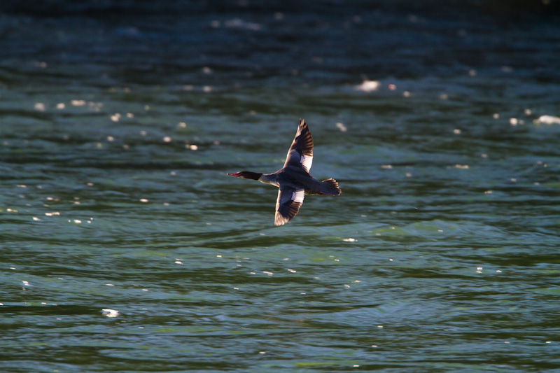 Common Merganser In Flight